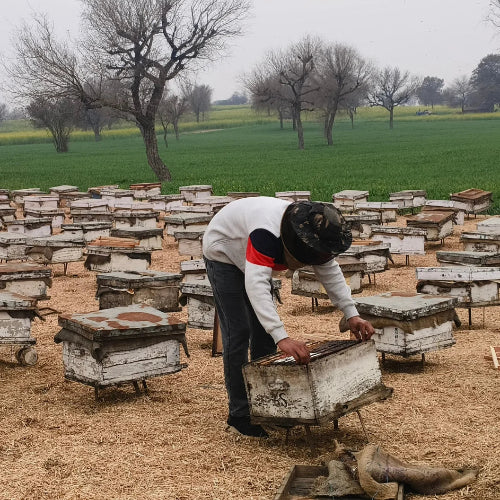 honey bee colony