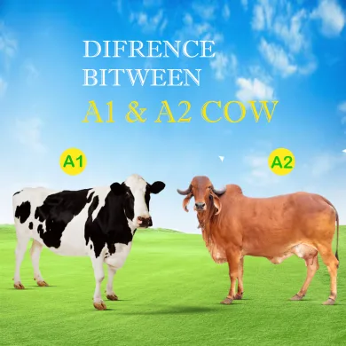 A1 & A2 cow Difference